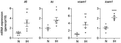 Intermittent Hypoxia-Induced Activation of Endothelial Cells Is Mediated via Sympathetic Activation-Dependent Catecholamine Release